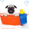 DOG BATHTUB